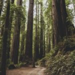 redwoods california